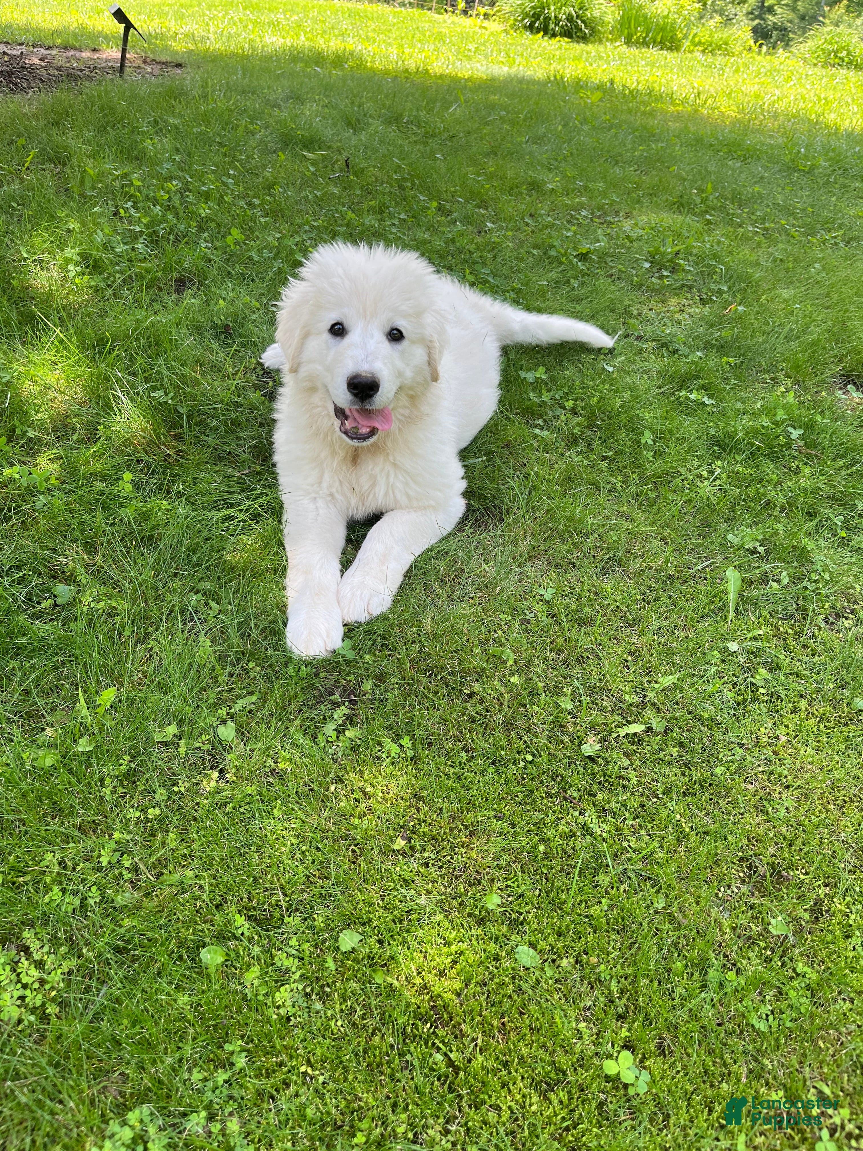 Mixed Breed dogs Pom Pom - Ad 2