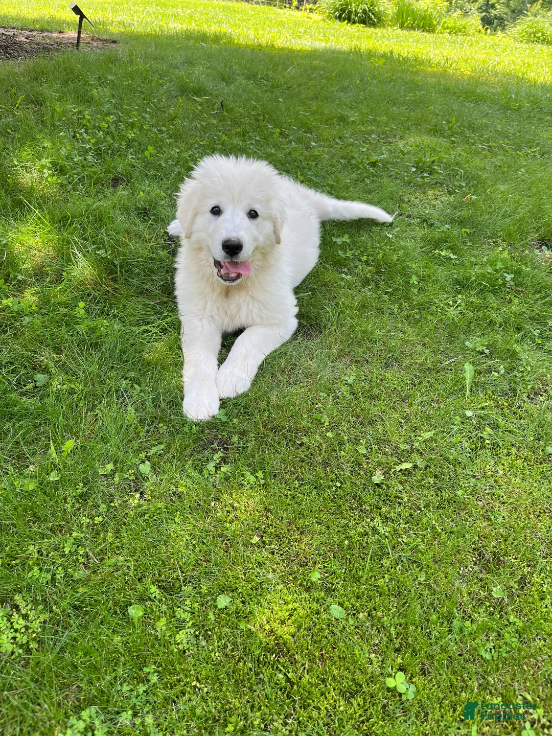 Mixed Breed dogs for sale: Pom Pom - Ad 2