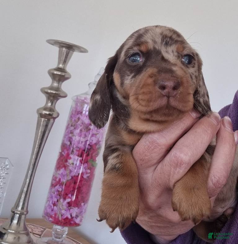 Miniature Dachshund dogs Miniature Dachshund 3 - Ad 28