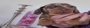 Miniature Dachshund 3