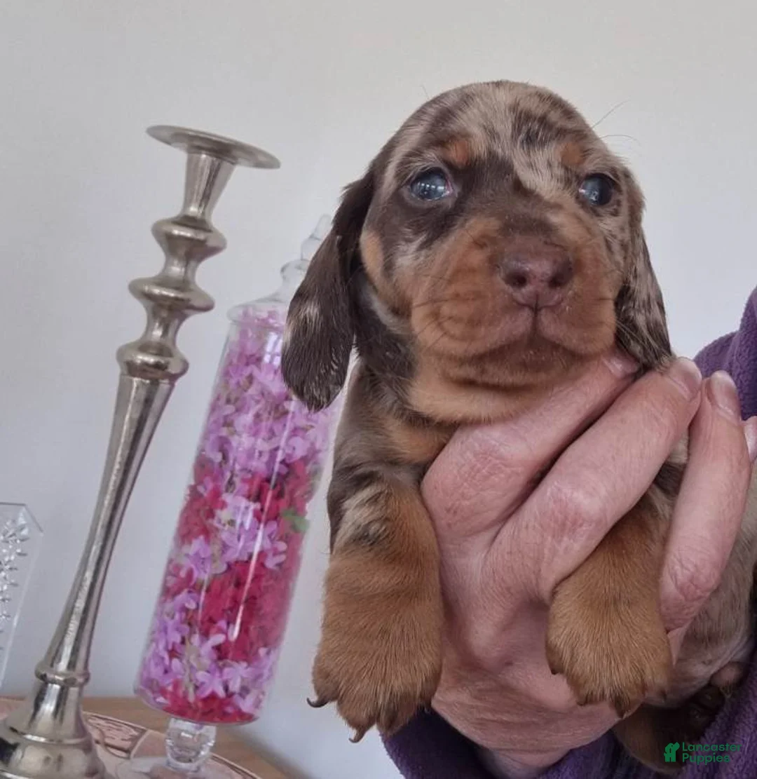 Miniature Dachshund dogs for sale: Miniature Dachshund 3 - Ad 1