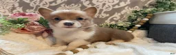 Welsh Corgi Pembroke dogs for sale: Sasha - Ad 4