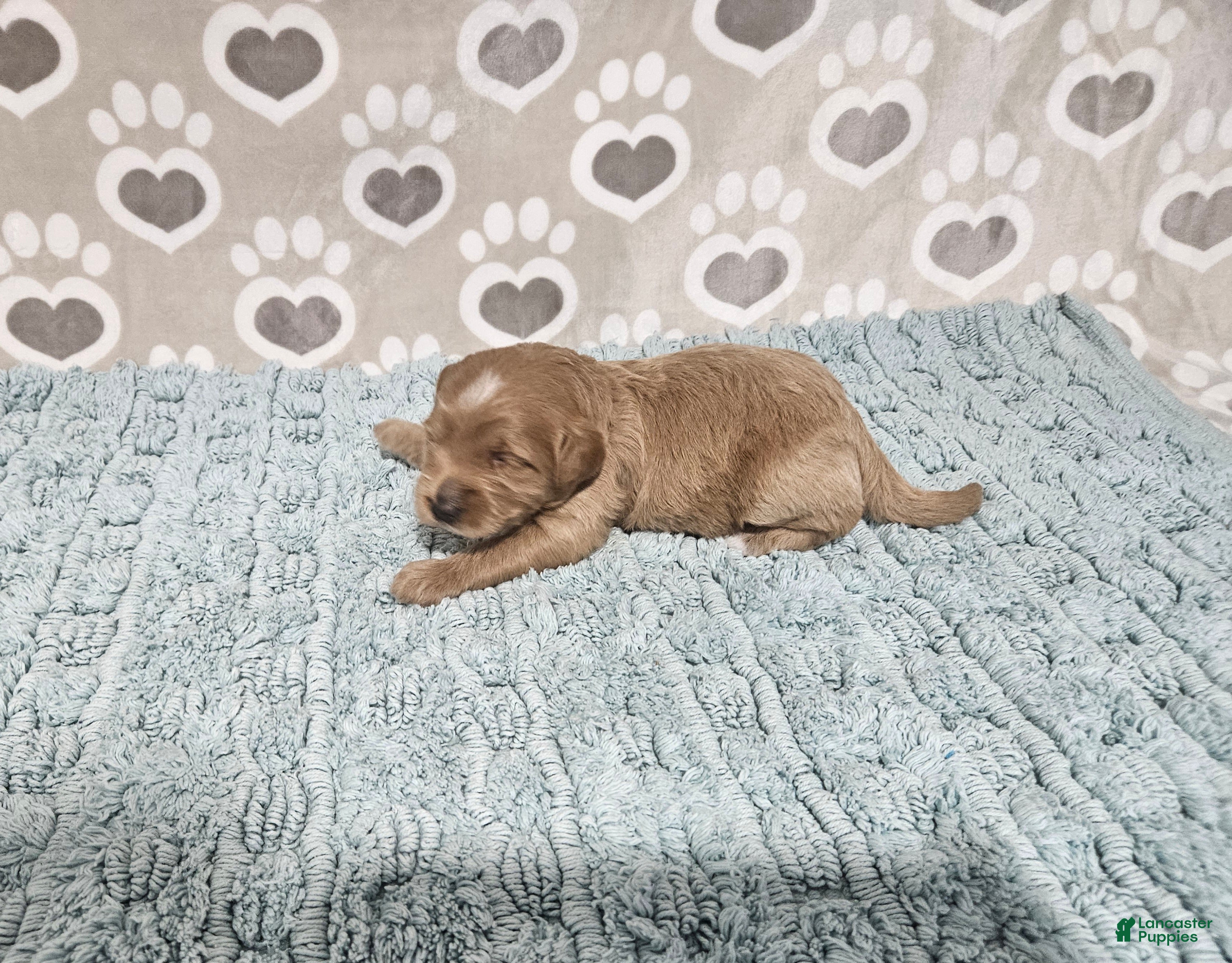Mini Bernedoodle dogs F1b Dean - Ad 2