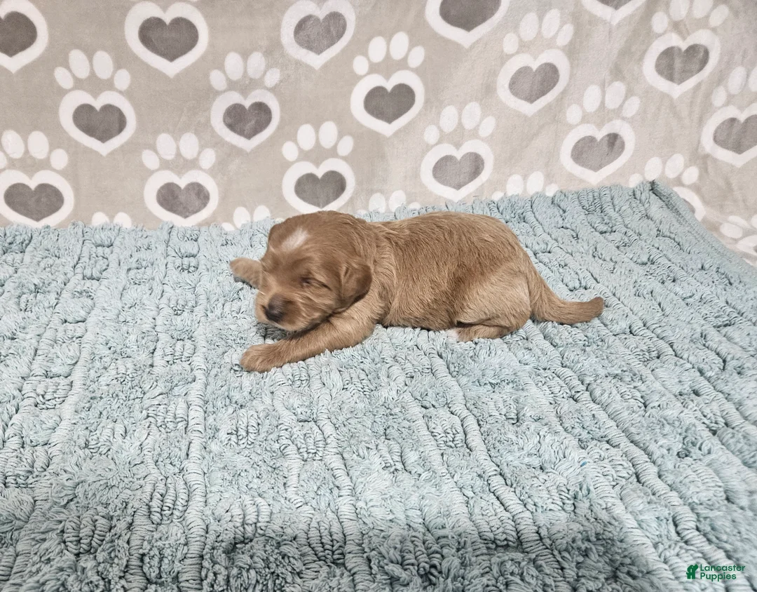 Mini Bernedoodle dogs for sale: F1b Dean - Ad 1