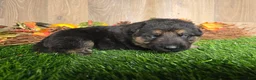 German Shepherd dogs for sale: German Shepherd 3 - Ad 4