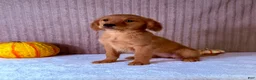 Golden Retriever dogs for sale: Dalila  - Ad 1