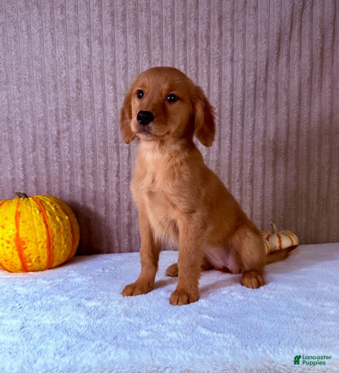 Golden Retriever dogs for sale: Dalila  - Ad 1