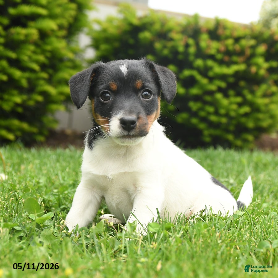 Jack Russell Terrier dogs Barry - Ad 1