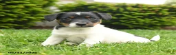 Jack Russell Terrier dogs for sale: Barry - Ad 1