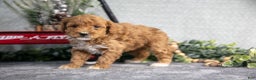 Mini Goldendoodle dogs for sale: Veda - Ad 3