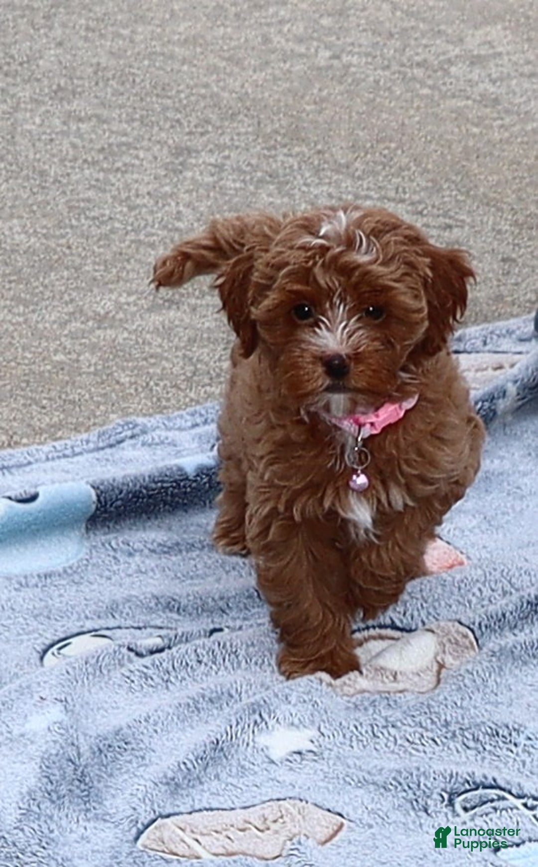 Havapoo dogs for sale: Ember 🌷👨‍👨‍👧‍👦💞🐕 - Ad 19