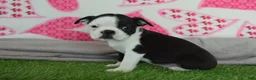 Boston Terrier dogs for sale: Victor - Ad 3
