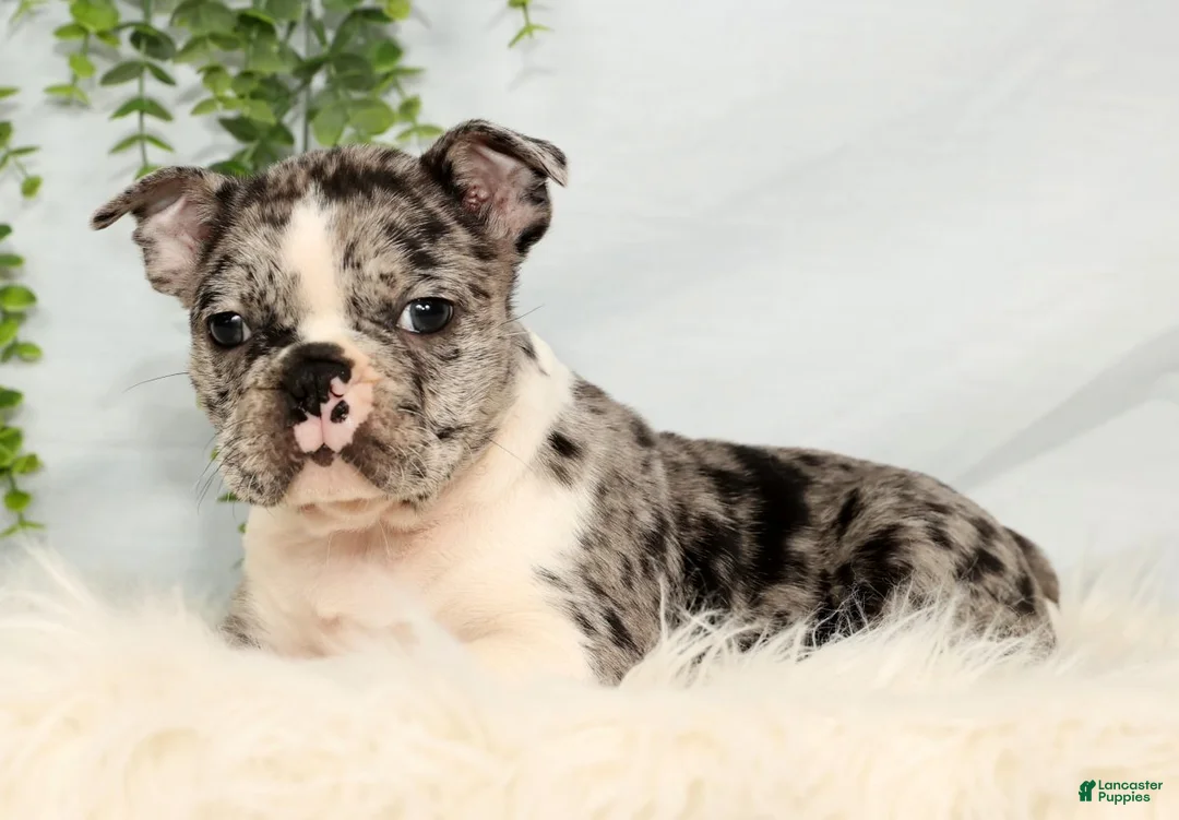 Frenchton dogs for sale: Tayo - Ad 4