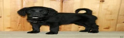 Labradoodle dogs for sale: Daisy - Ad 6