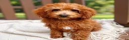 Mini Goldendoodle dogs for sale: Rosie - Ad 1