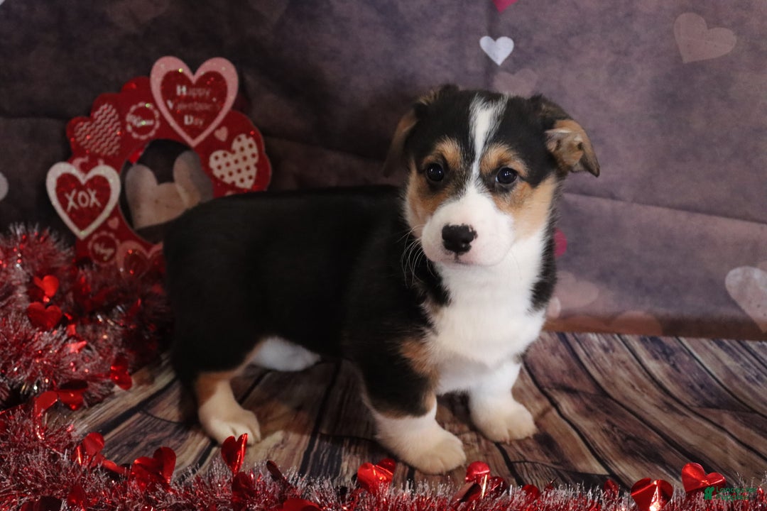 Welsh Corgi Pembroke dogs for sale: hayden - Ad 4