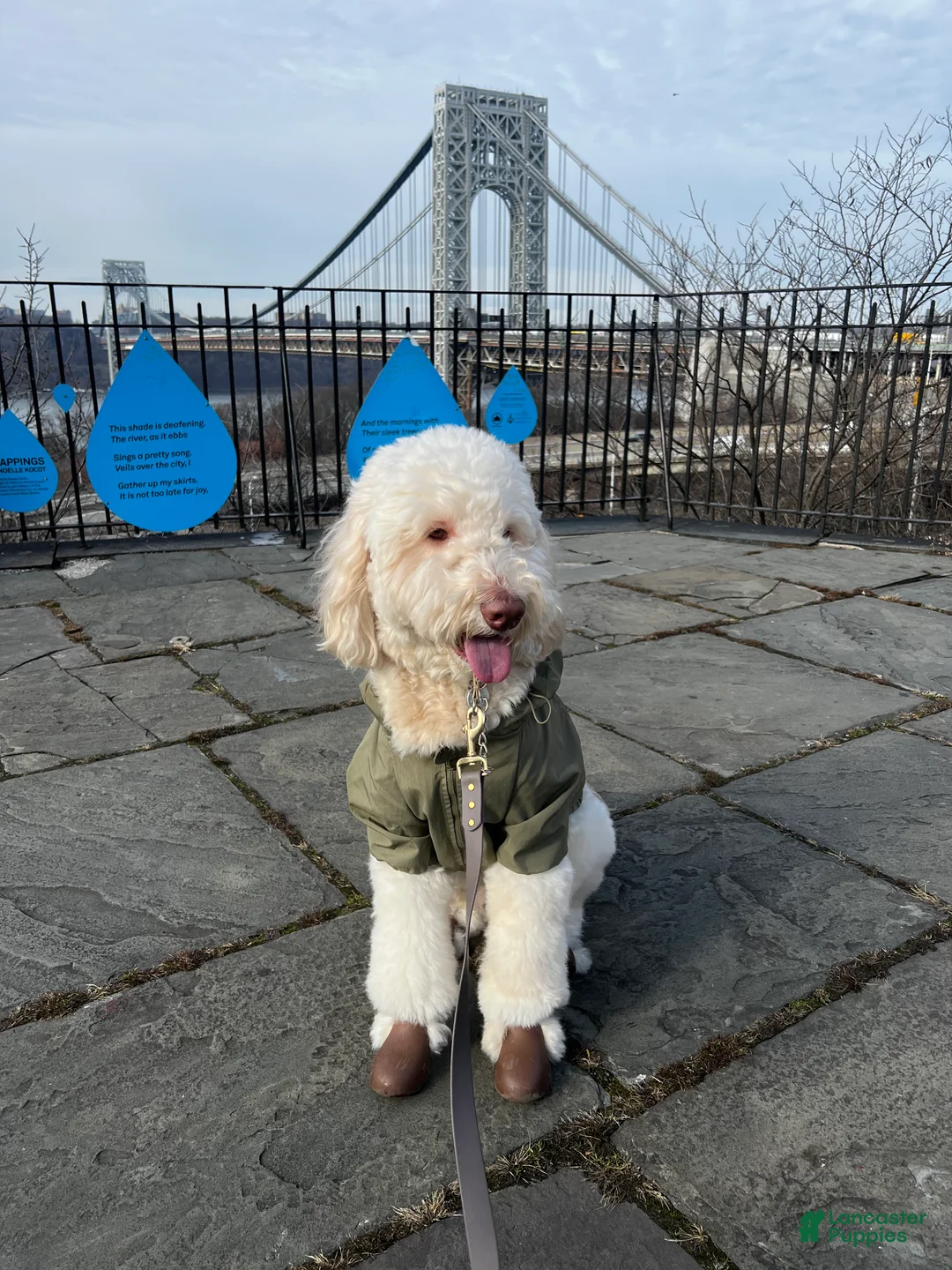 Goldendoodle dogs for stud: Goldendoodle stud - Ad 3