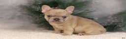French Bulldog dogs for sale: Amy - Ad 5