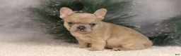 French Bulldog dogs for sale: Amy - Ad 5