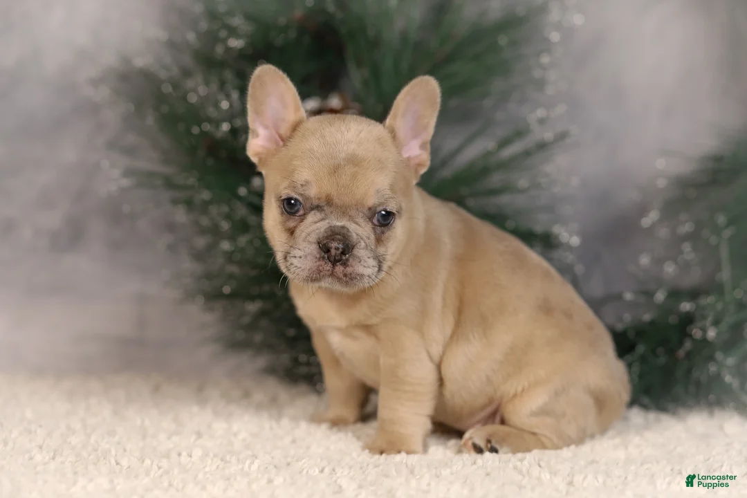 French Bulldog dogs for sale: Amy - Ad 5