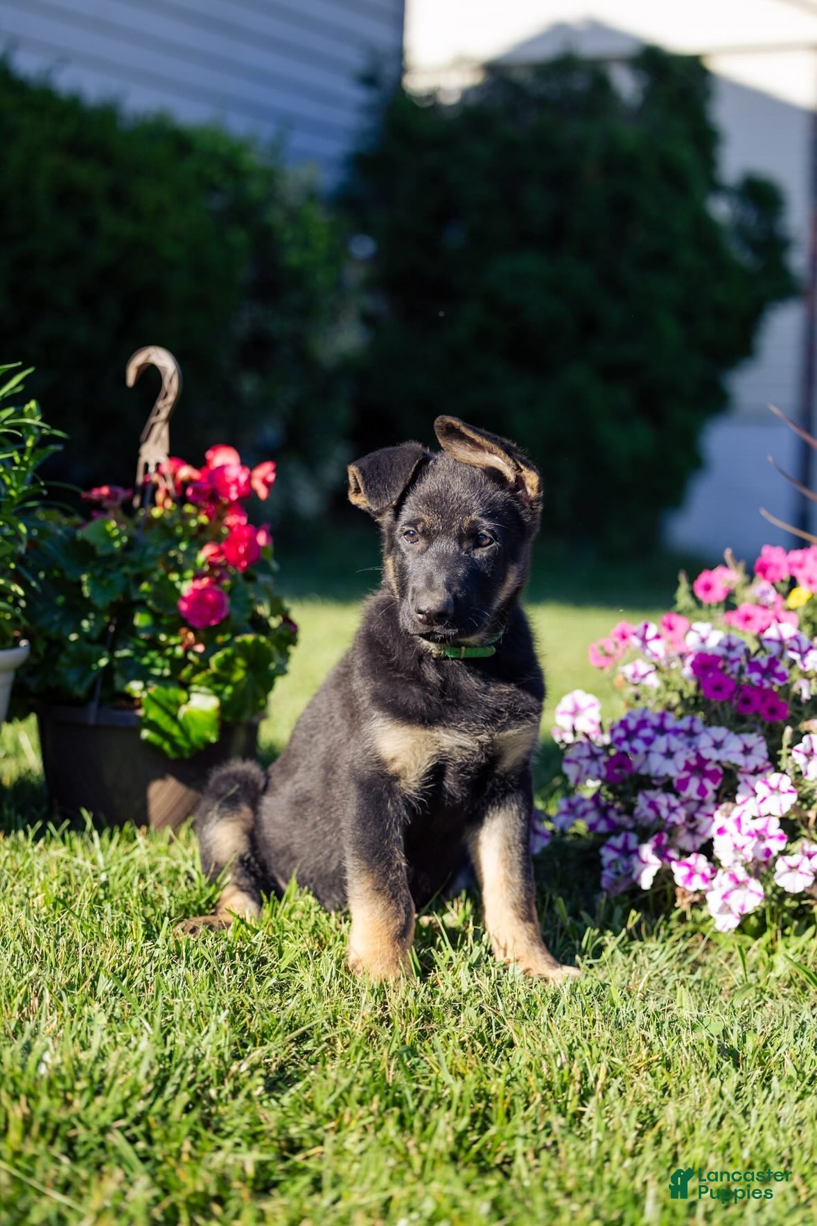 German Shepherd dogs Zeus - Ad 1