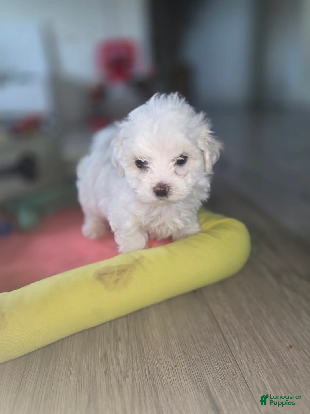 Maltese dogs for sale: 🐶 Female Maltese Puppy – Sweet, Playful & Petite - Ad 4