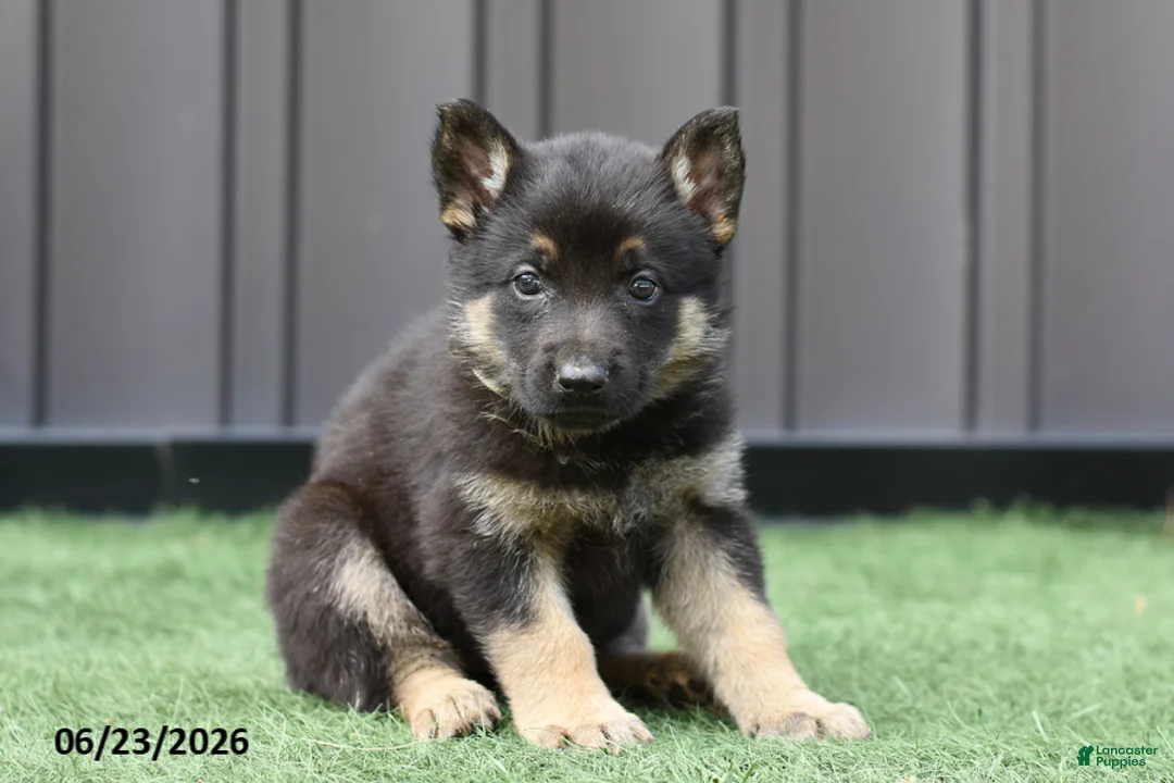 German Shepherd dogs for sale: April - Ad 1