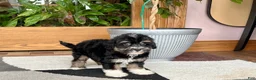 Havapoo dogs for sale: Havapoo boy 3  - Ad 9