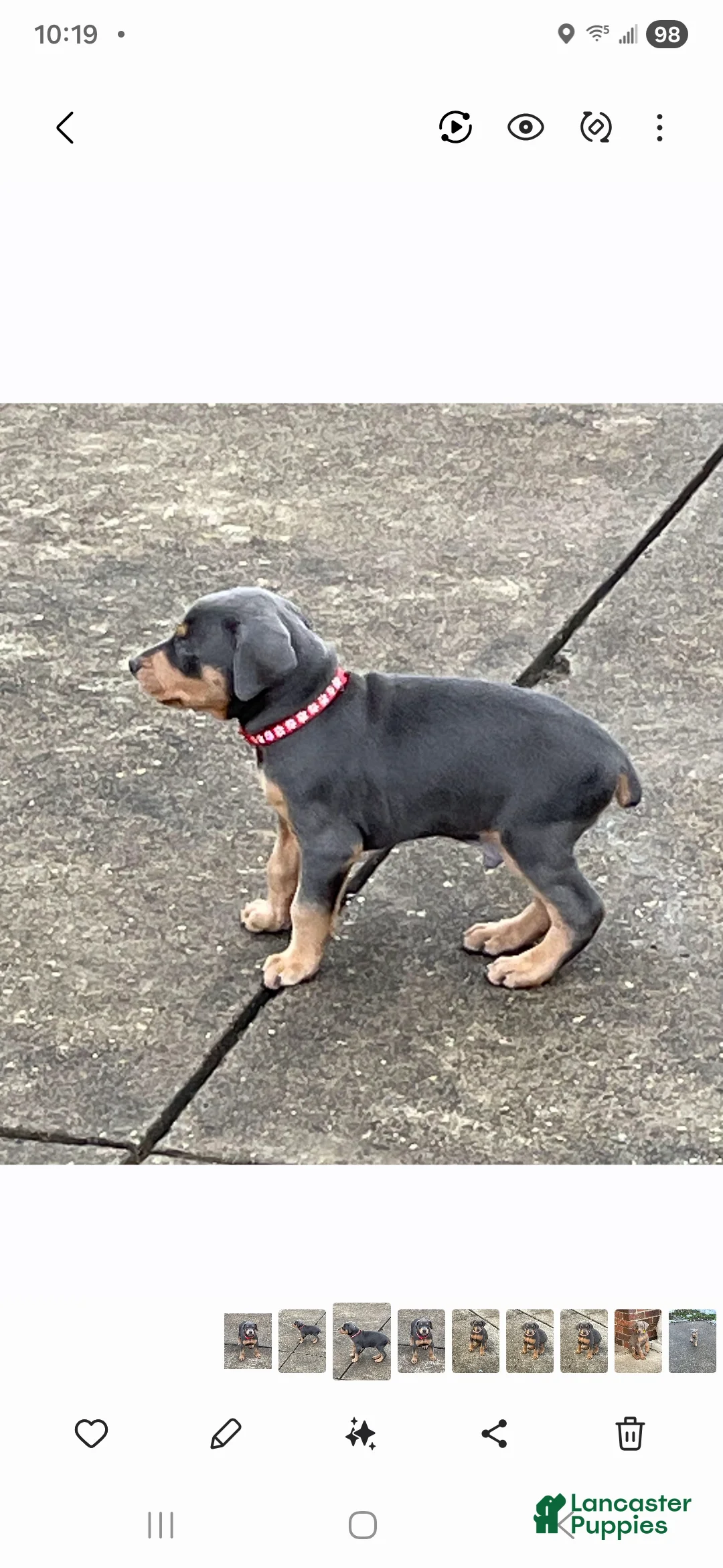 Doberman Pinscher dogs for sale: Doberman Pinscher Puppy Hunter - Ad 2
