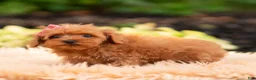 Maltipoo dogs for sale: Merrelle - Ad 5
