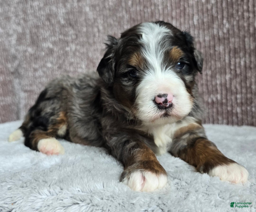 Mini Bernedoodle dogs for sale: Mini Chief - Ad 11