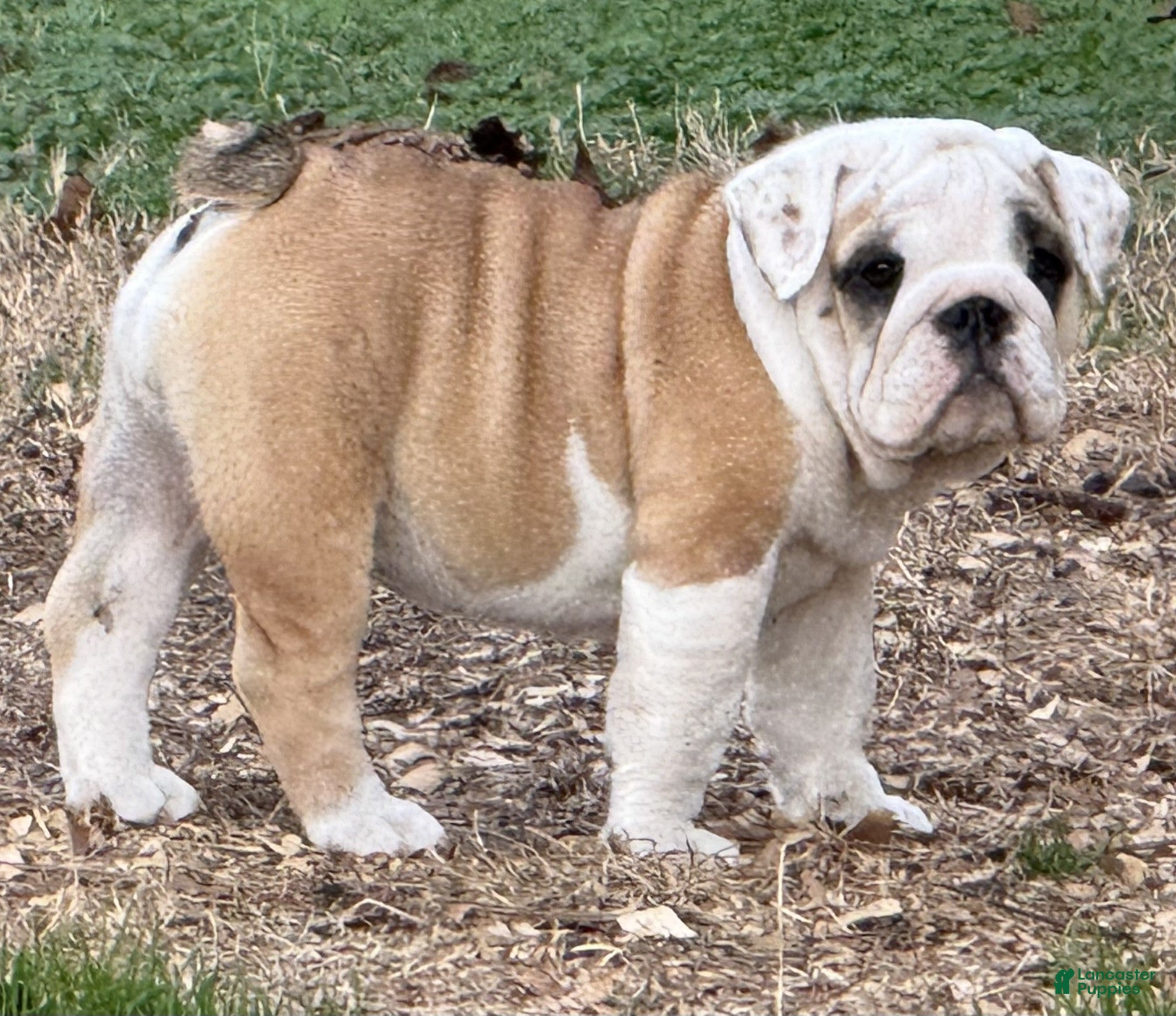English Bulldog dogs Yvonne - Ad 12
