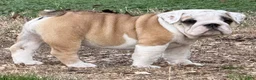English Bulldog dogs for sale: Yvonne - Ad 1