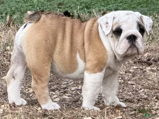 English Bulldog dogs Yvonne - Ad 12
