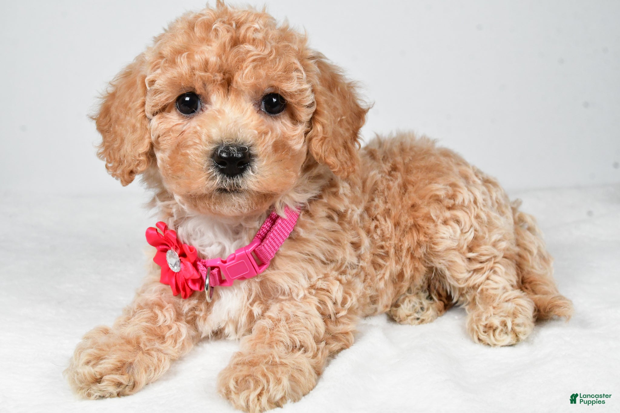 Bichpoo dogs Mandi - Ad 2