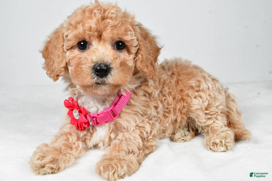 Bichpoo dogs for sale: Mandi - Ad 2