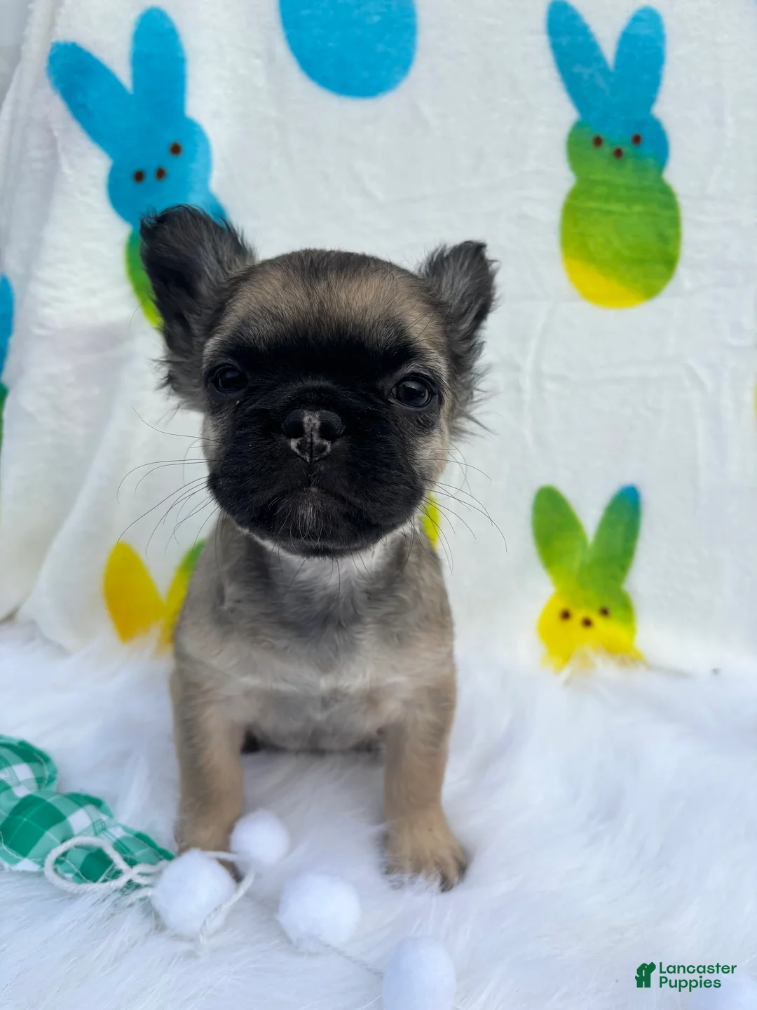 French Bulldog dogs for sale: Bad hair day girl  - Ad 2