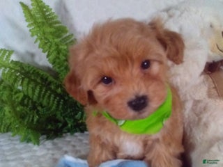 Bichpoo dogs - Ad 13