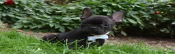 French Bulldog dogs for sale: Sarge  - Ad 1