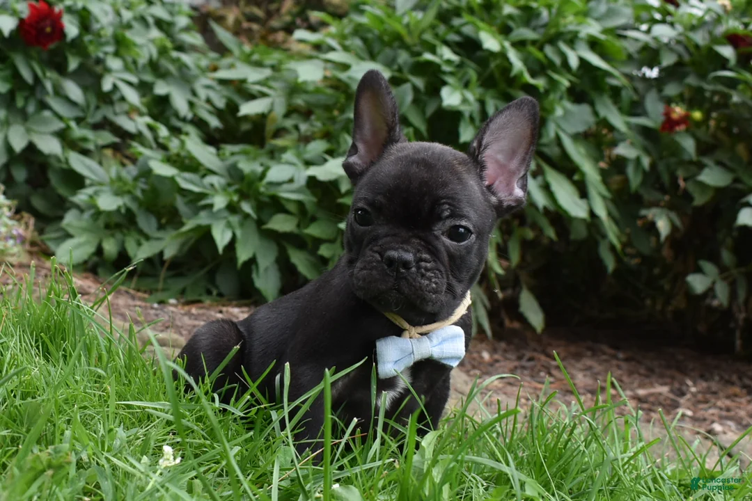 French Bulldog dogs for sale: Sarge  - Ad 1