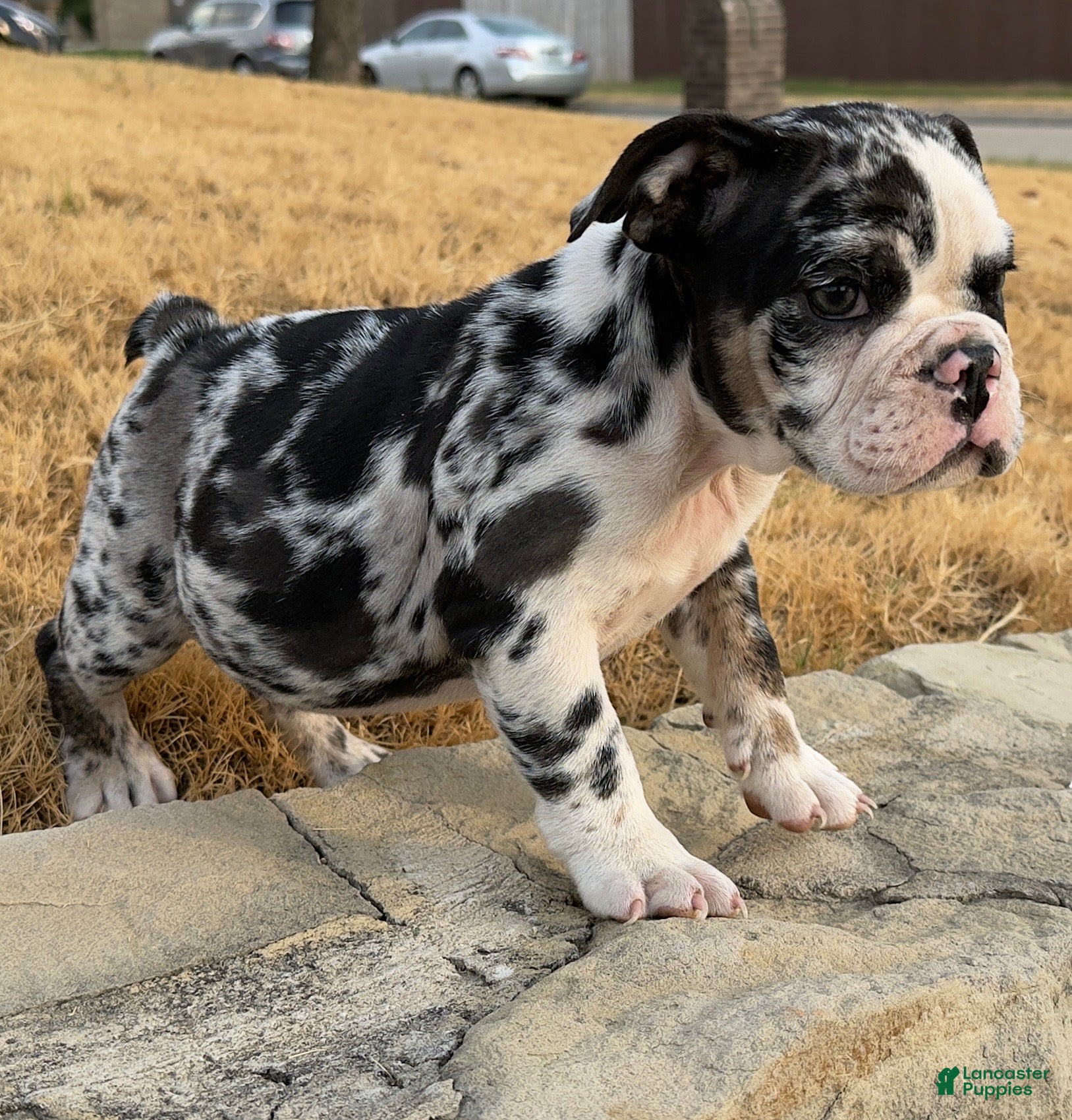 English Bulldog dogs Waffles - Ad 1