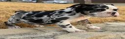 English Bulldog dogs for sale: Waffles - Ad 1
