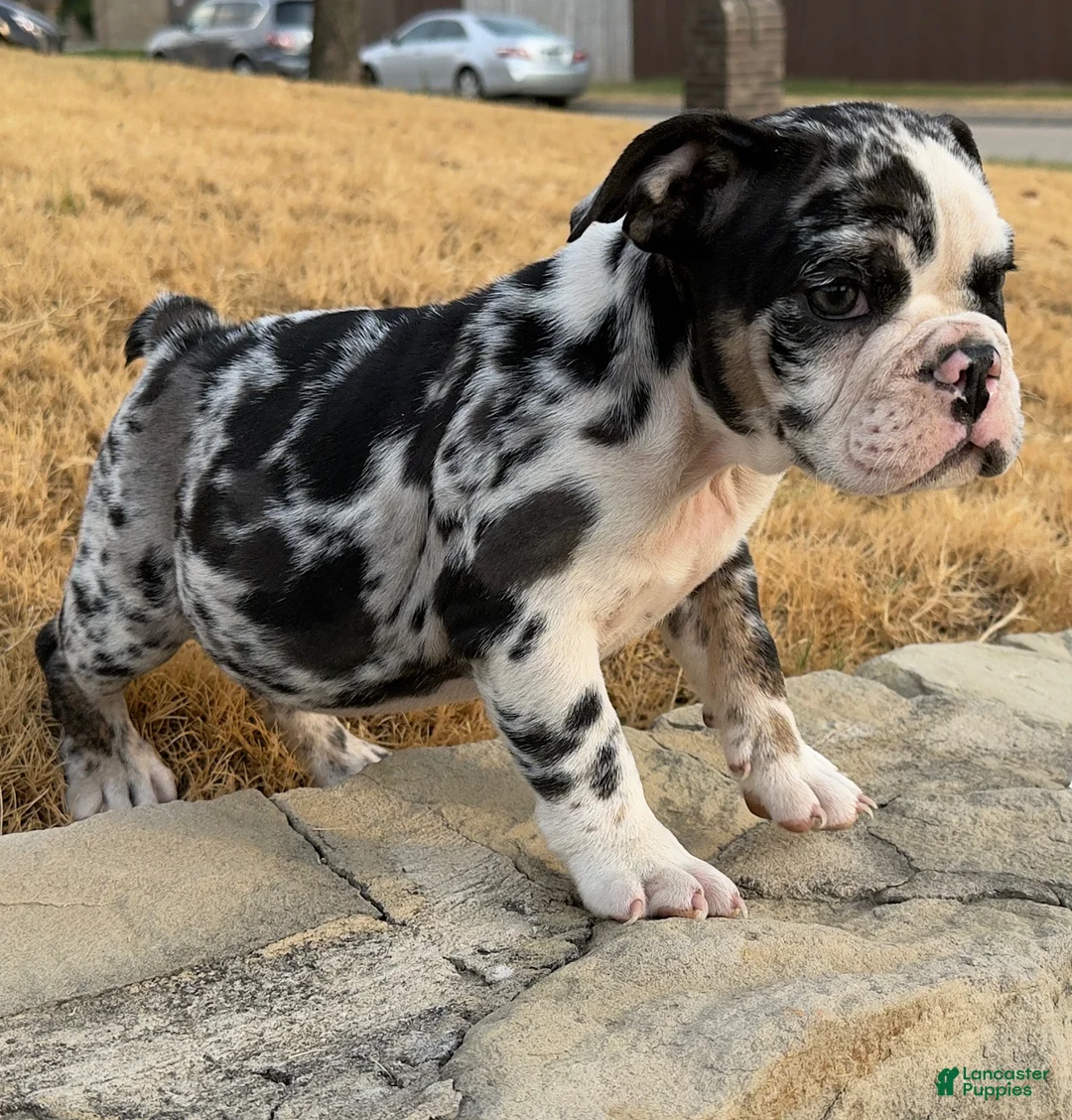 English Bulldog dogs for sale: Waffles - Ad 1