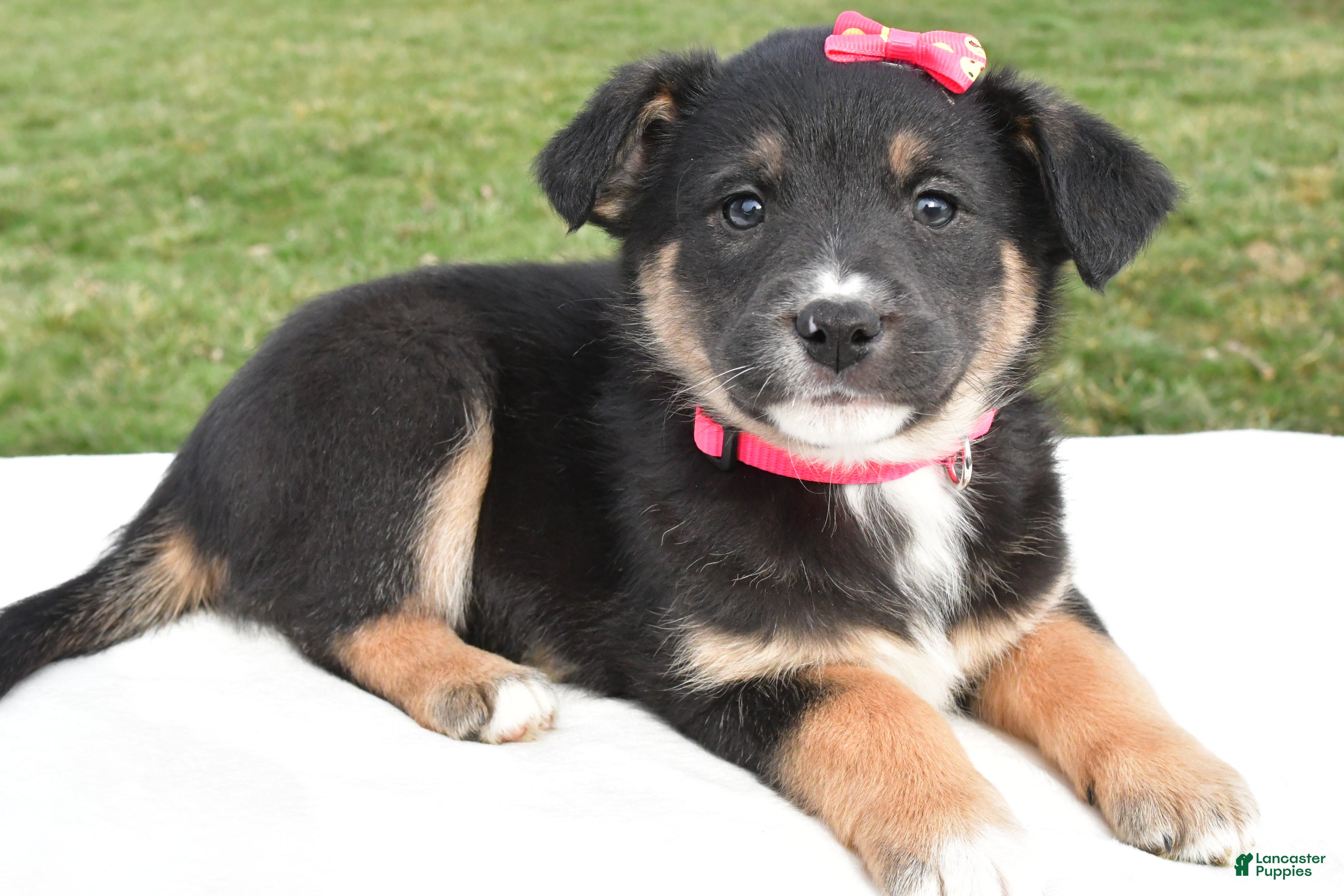Mixed Breed dogs Maddie - Ad 3