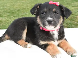 Mixed Breed dogs Maddie - Ad 16