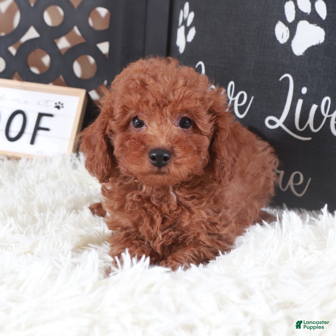 Miniature Poodle dogs for sale: Miniature Poodle Briar - Ad 4