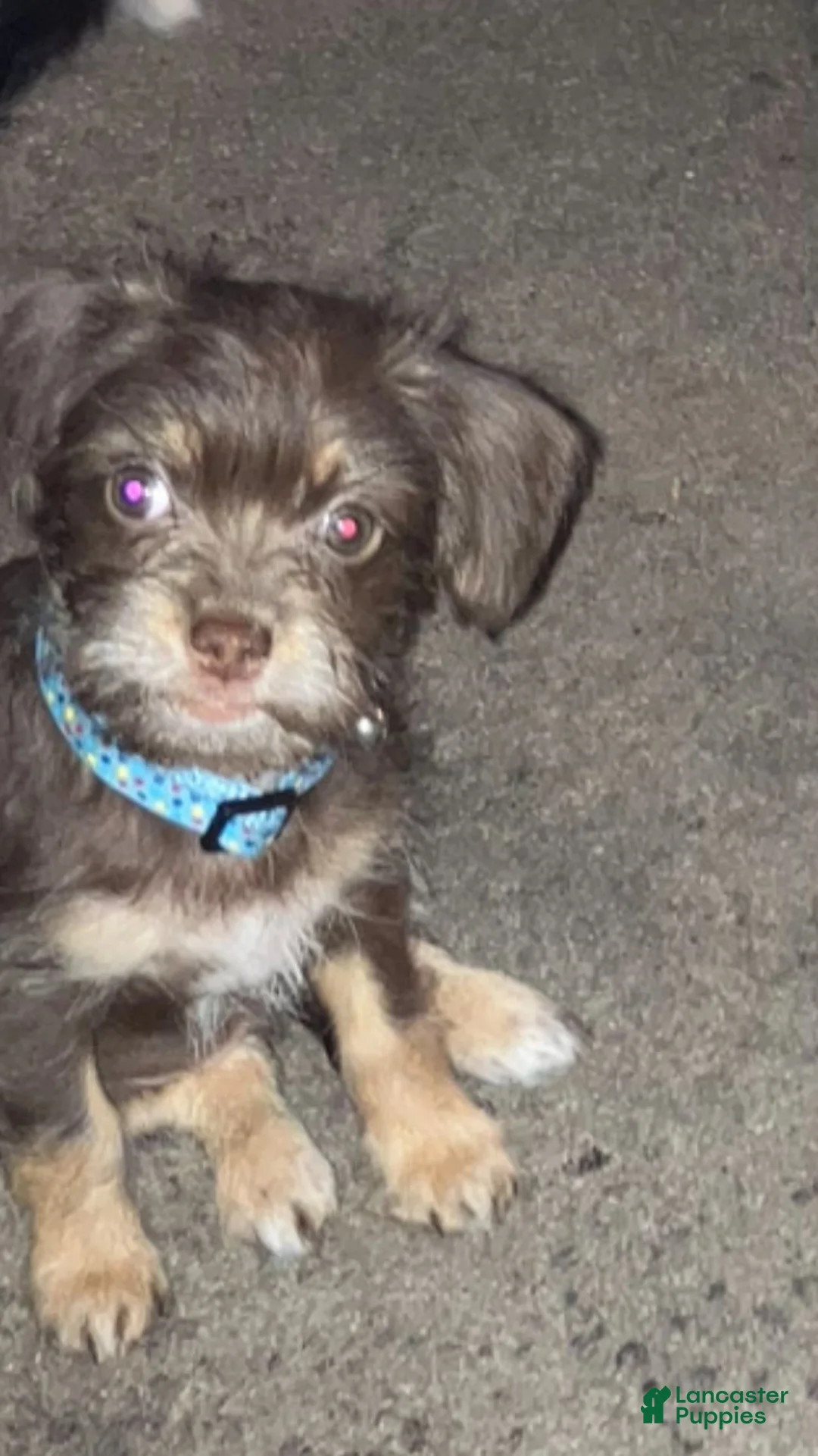 Mixed Breed dogs for sale: Mixed Breed 7 - Ad 3