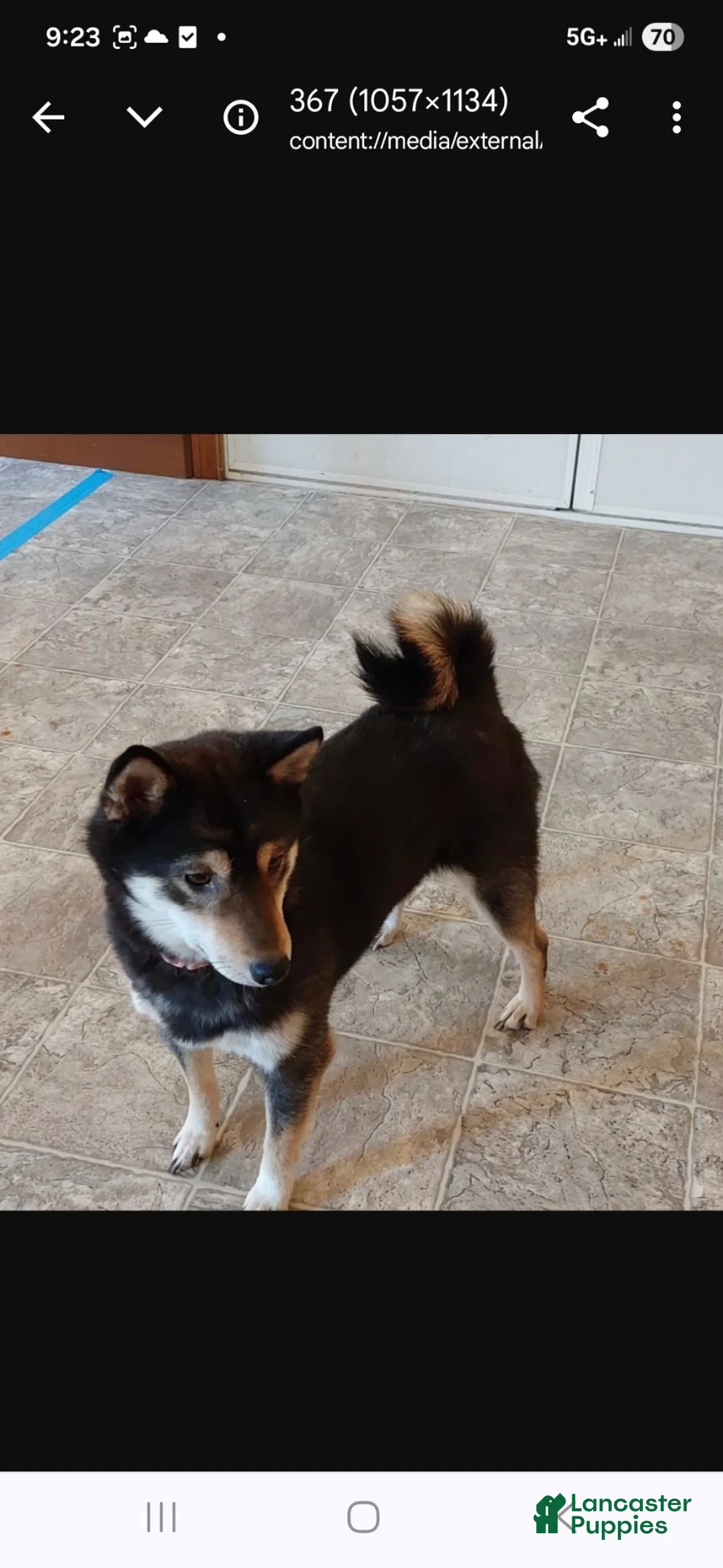 Shiba Inu dogs for sale: Tulip - Ad 7