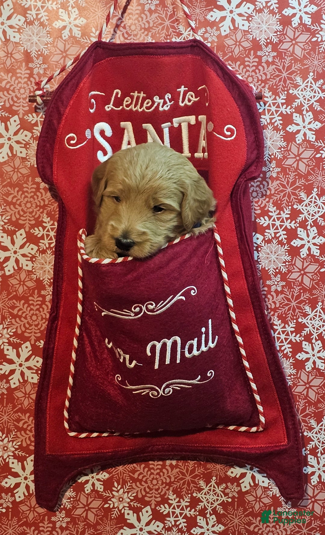 Mixed Breed dogs for sale: Reba - Ad 12