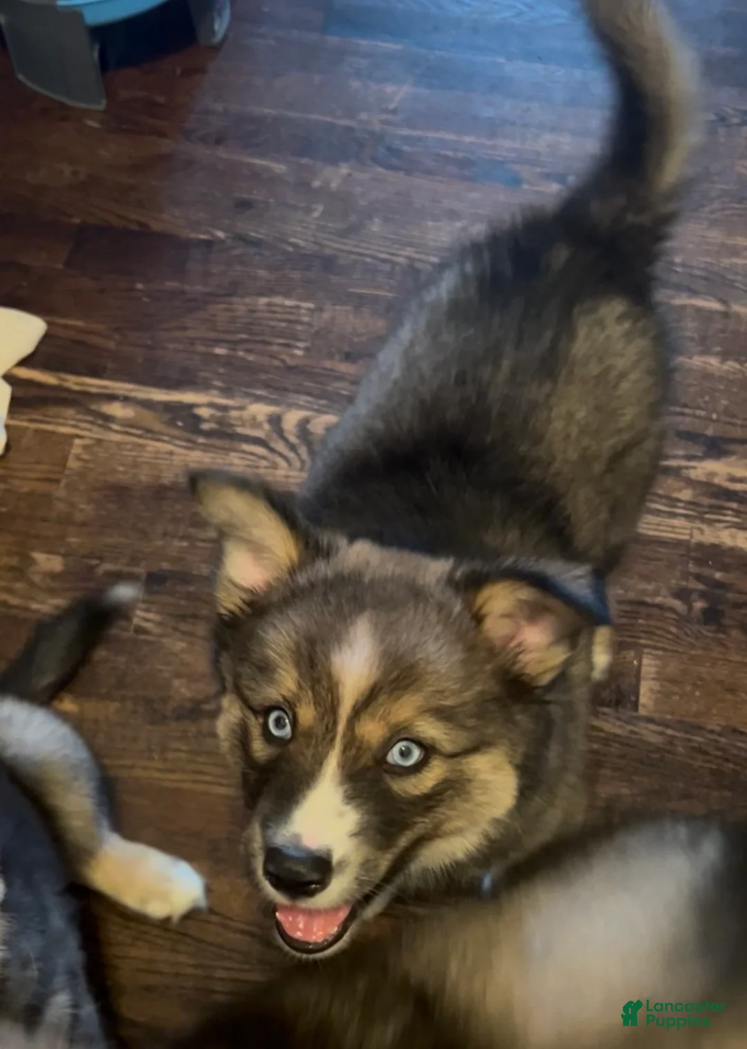 Siberian Husky dogs for sale: Diamond - Ad 2